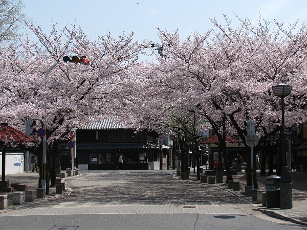 続・祇園白川の桜